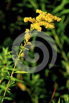 Early Goldenrod   24769