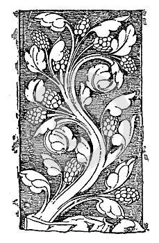 Early Gothic Ornament Vine was a design found in Notre Dame, vintage engraving