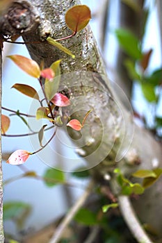 Early growth of red bud leaves