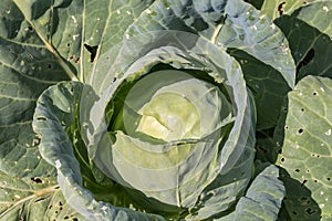 Early herb in the field - vegetable herb