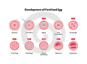 Early human development health care infographic. Vector flat medical illustration. Icon of stages of egg fertilizacion process photo