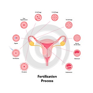 Early human development health care infographic. Vector flat medical illustration. Stages of egg fertilizacion process from photo