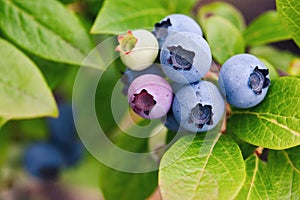 Early lowbush blueberry - Vaccinium angustifolium ripen in the garden photo