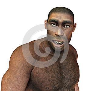 Early man, erectus photo