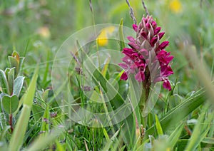 Early Marsh Orchid aka Dactylorhiza incarnata coccinea. Wild flower. photo