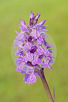 Early Marsh-orchid (Dactylorhiza incarnata)