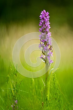 Early Marsh-orchid (Dactylorhiza incarnata)