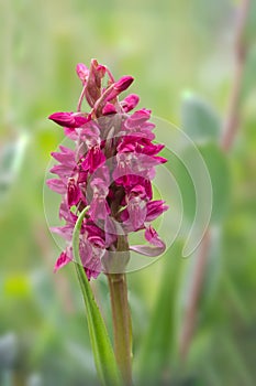 Early Marsh Orchid - Dactylorhiza incarnata coccinea