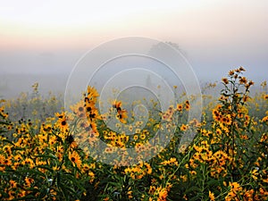 Early Misty Morning on the Prairie with Black-Eyed Susans in Foreground