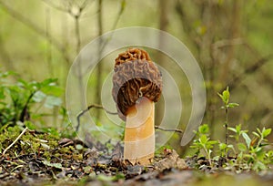 Early morel fungus (Verpa bohemica)