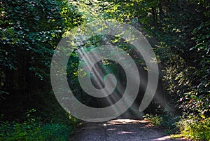 Early morining sunbeams on a country dirt road