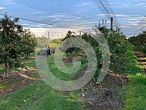 Early morning apple harvest in the orchard.