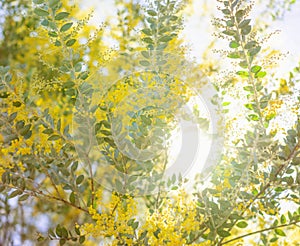 Early morning in Australia wattle background