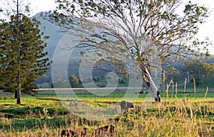 Early morning Australian rural farming countryside scene