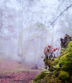 An early morning autumn fog obscures the trees of the ancient la biescona beech forest, in the foreground  ferns and mosses cover