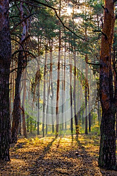 Early morning in the autumn pine forest