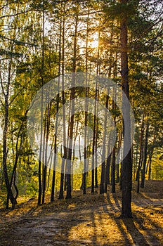 Early morning in the autumn pine forest