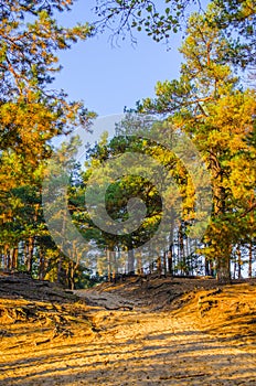 Early morning in the autumn pine forest