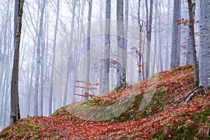 Early morning in the beech forest with fog