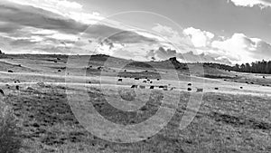 Early morning in the Bighorn Mountains in black and white