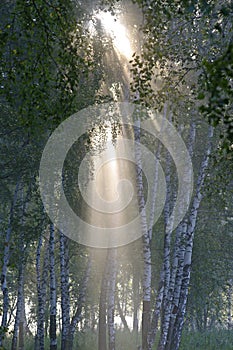 Early morning in birch forest