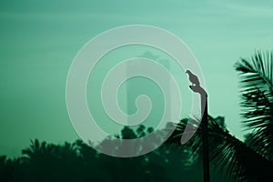 An early morning bird