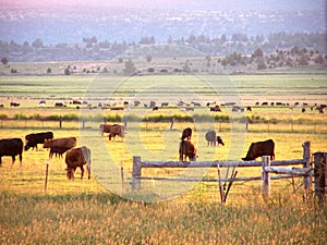 Early morning cattle grazing