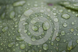 Drops of dew on a leaf early in the morning. photo