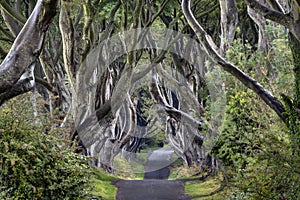 Early Morning at Dark Hedges, Northern Ireland