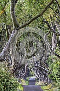 Early Morning at Dark Hedges, Northern Ireland