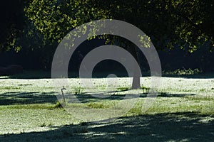 Early Morning Dew Covered Grass In Park