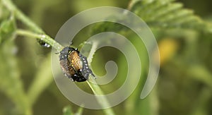 Early morning dew covered Japanese beetle