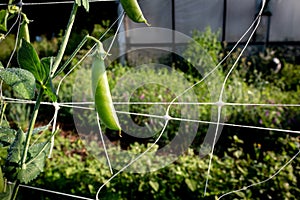 Early morning dew covered pea pods on a small farm, organic family farm, community garden