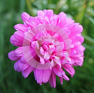 Early morning dew drops on a pink flower