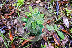 Early morning dew found on redwood forest lupin plant