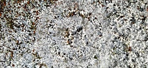 early morning dew and frost on a grass, natural winter background photo - abstract grass background, winter