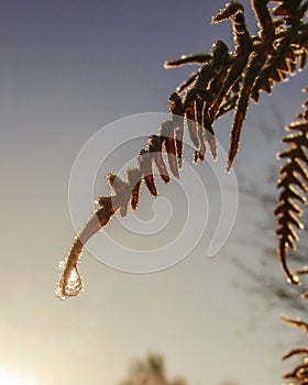 Early morning dew and frost on leaves, natural cold autumn sunrise background with vintage effect