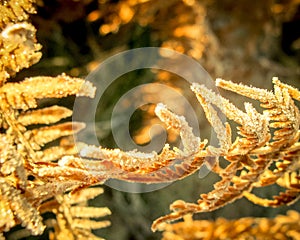 Early morning dew and frost on leaves, natural cold autumn sunrise background with vintage effect