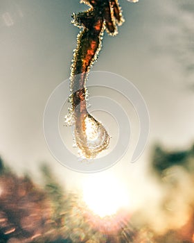Early morning dew and frost on leaves, natural cold autumn sunrise background with vintage effect
