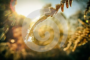 Early morning dew and frost on leaves, natural cold autumn sunrise background with vintage effect