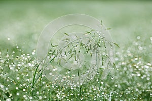 Early Morning Dew in Grass photo