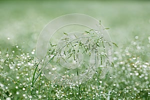 Early Morning Dew in Grass