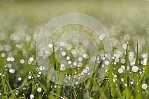 Early morning dew on grass
