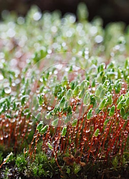 Early morning dew on moss