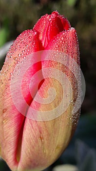 Early morning dew on tulip