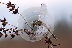 Early in the morning dragonfly on a blade of grass dries its wings from dew under the first rays of the sun before flight