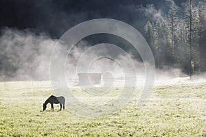 Early morning farm landscape with lonely horse silhouette in fog grazing