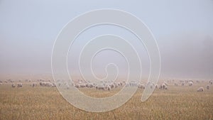 Early Morning Flat Grassland With Flock Of White Sheep Pasturing Under The Mist