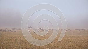 Early Morning Flat Grassland With Flock Of White Sheep Pasturing Under The Mist