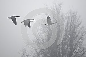 Early Morning Flight of Canada Geese Flying Above Foggy Marsh